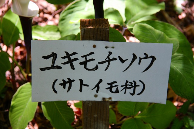 2008.05.08　岳人の森の植物　②　　　　　　_f0140087_0234223.jpg