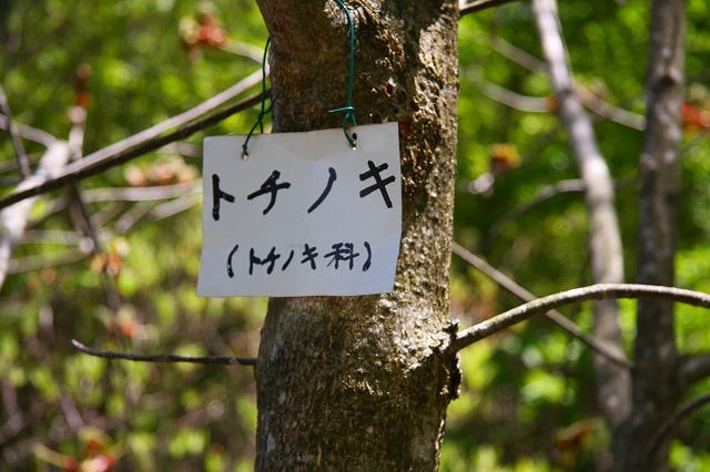 2008.05.08　岳人の森の植物　②　　　　　　_f0140087_0284233.jpg