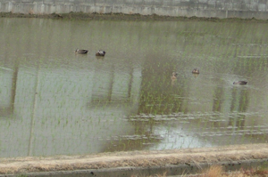 e0131399_21221143.jpg