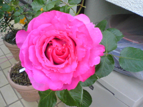 rose・rose・rose!_f0052603_17503044.jpg