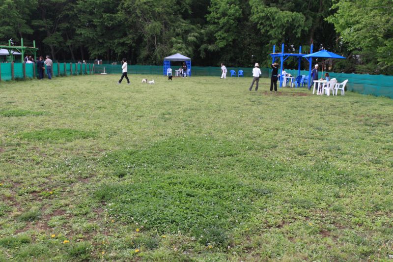 日本最大級のドッグラン松戸 Alice Club パピヨンのクリスとエリスの犬日記