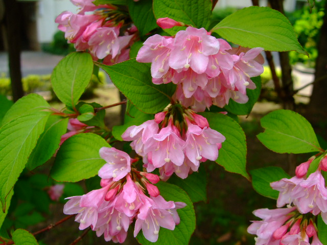 赤い茎とピンクの花の木 たにうつぎ Kotokoto花日記