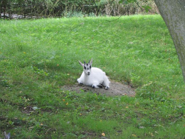 ストックホルムの小さな動物園_e0144545_222223.jpg