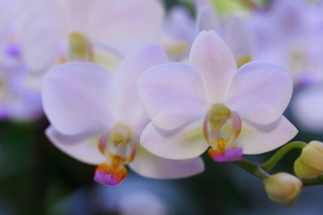 b0097747_11105524.jpg