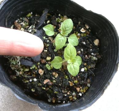 ベランダ菜園 ペパーミントの成長力は さぬき日記 ベランダ菜園 ペパーミントの成長力は さぬき日記