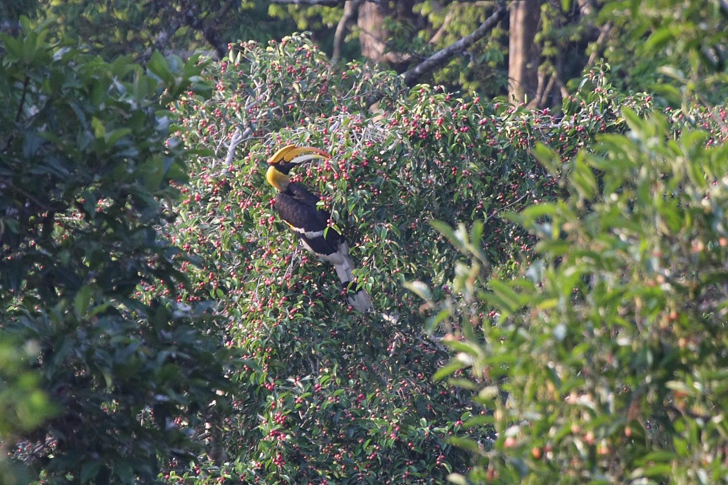 カオヤイの鳥　その１６ （２００８年５月９日）_a0094850_22395949.jpg