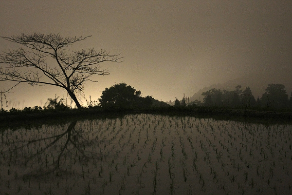 夜中のたんぼ_c0155950_053319.jpg