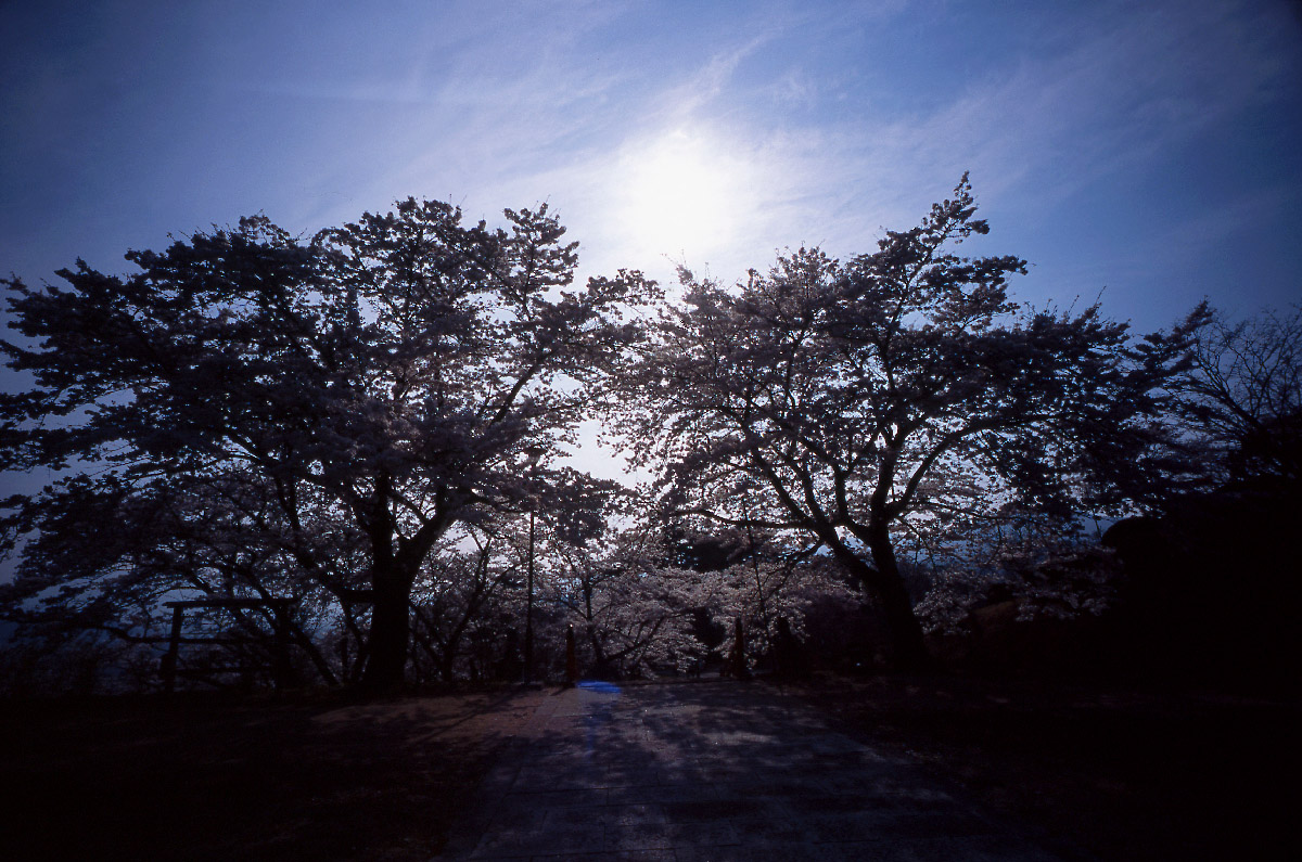 桜2008回顧 by フィルム(2)_d0032258_2021215.jpg