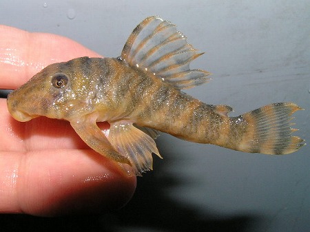 今週分ドドンとアップ リミックス名東店熱帯魚 今週分ドドンとアップ リミックス名東店熱帯魚