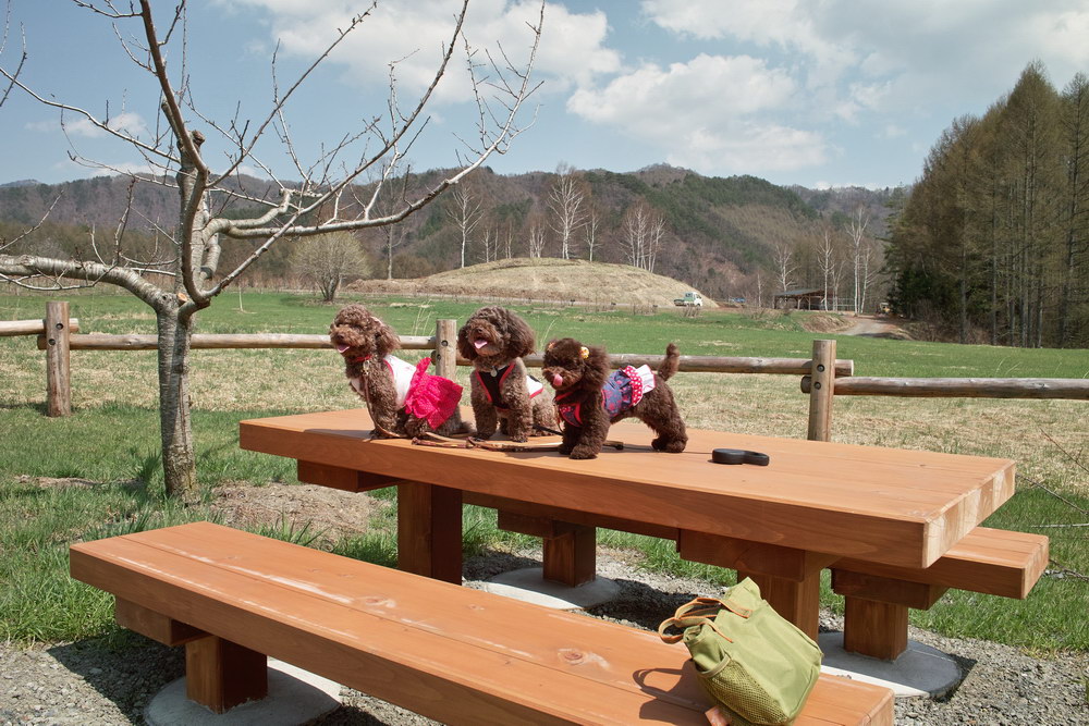 c0084268_817224.jpg
