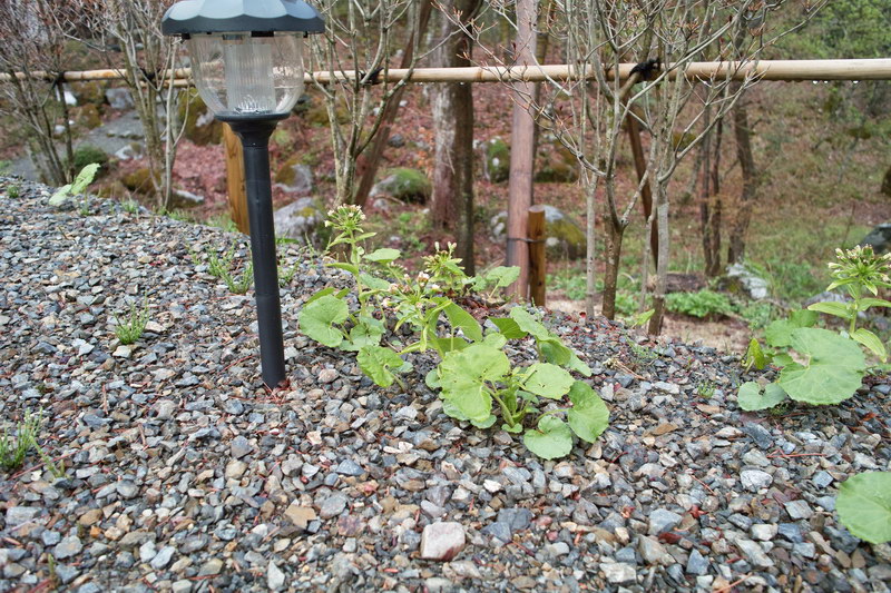 c0084268_831587.jpg
