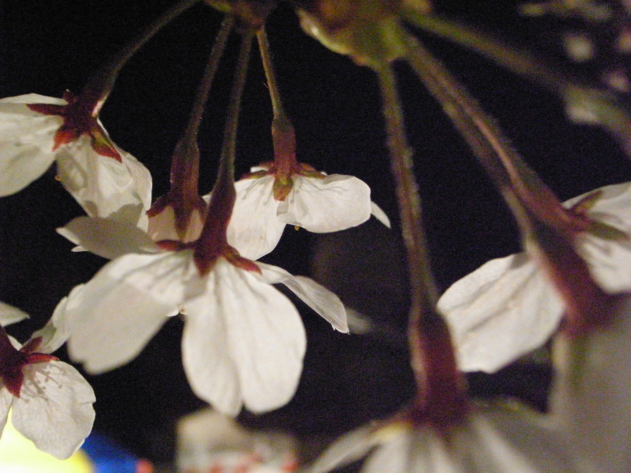 夜桜。_a0103569_23395657.jpg