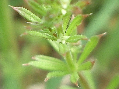 ヤエムグラ(八重葎)_c0085874_10344783.jpg