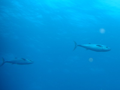 a0002177_04166.jpg