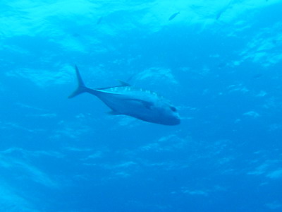 2008/05/04(日) - 3 Dive　No.517 - Deep Six　[Similan]_a0002177_044770.jpg