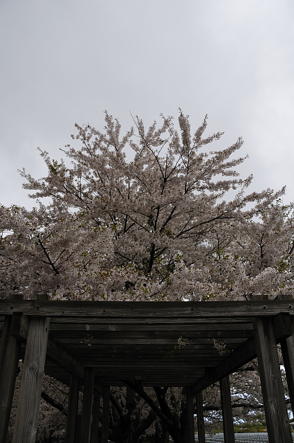 桜トンネル・・・・1/2_d0105582_1817719.jpg