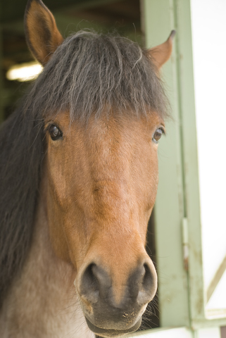 Strange face of horse_d0121282_224616.jpg