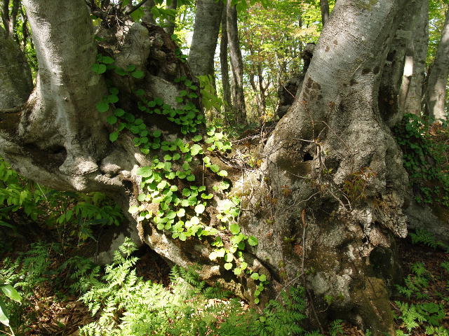 東岳の樹と花_a0007388_1012379.jpg