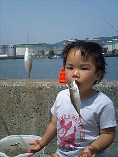 最近近くの海では豆アジが釣れています。_a0097491_10263360.jpg