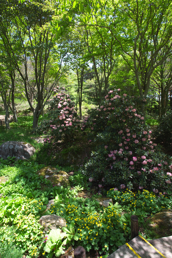 六甲高山植物園(2)_b0043304_1639318.jpg