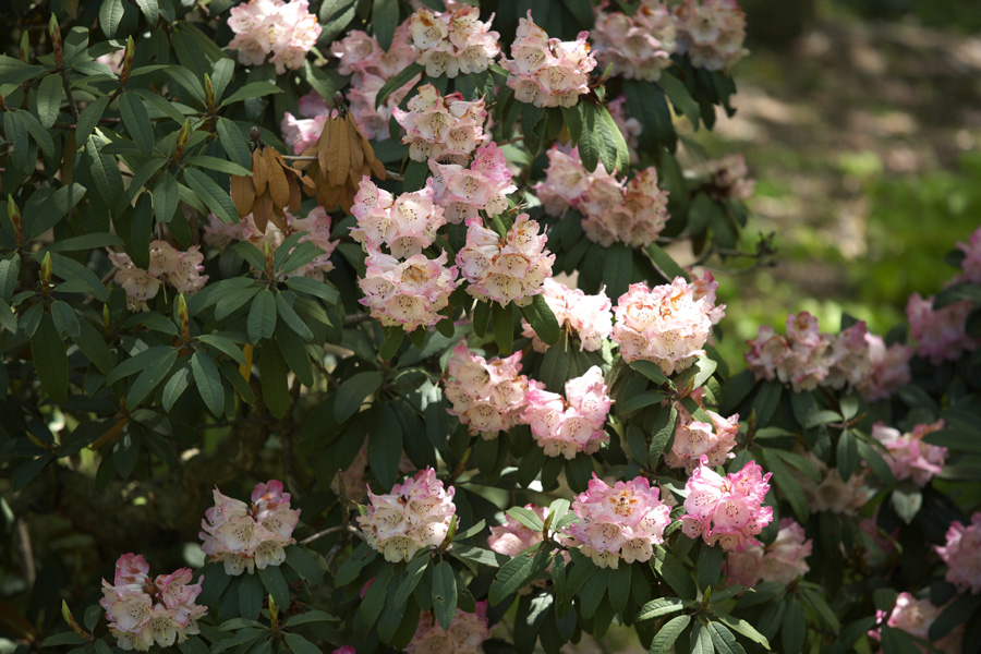 六甲高山植物園(2)_b0043304_1640356.jpg