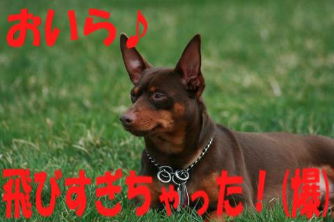 e0100007_1726555.jpg