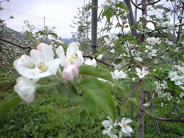 寒いですね~_d0099708_1844443.jpg