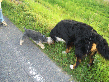 c0143711_12152910.gif