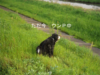 c0143711_12154713.gif