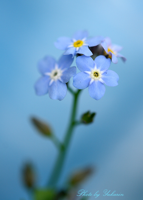 forget me not_e0086212_13524749.jpg