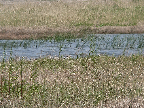 西区　池散策　ちょっと前のトンボ記_e0002314_11431136.jpg