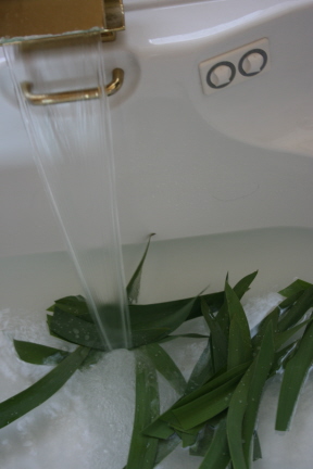 菖蒲湯 菖蒲の葉で巻いたちまき はれ のちくもり 菖蒲湯 菖蒲の葉で巻いたちまき はれ のちくもり