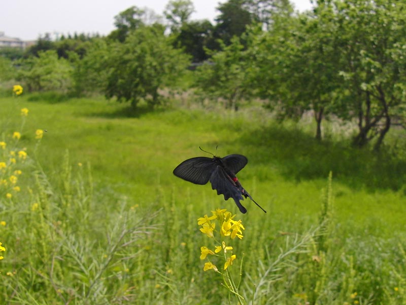 c0045352_17385059.jpg