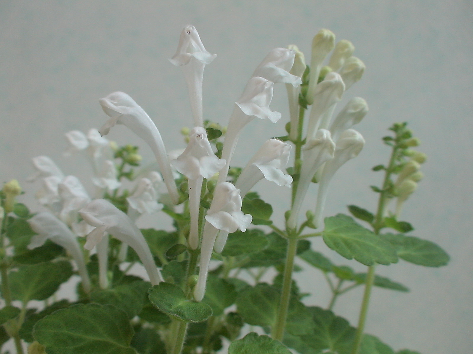 08 新緑薫風12 白花立浪草 タツナミソウ 盆草遊楽