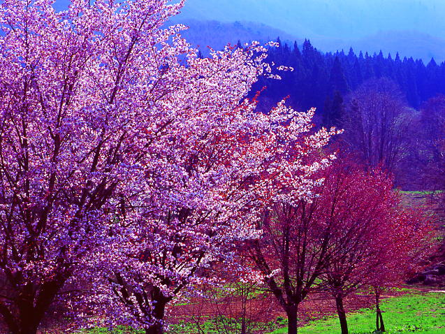 蔵王の桜_b0083855_21231555.jpg