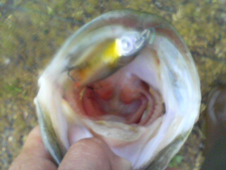 c0127358_1084872.jpg