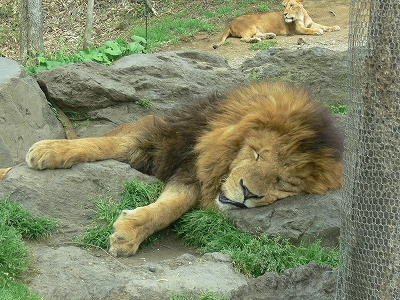 d0110562_140437.jpg