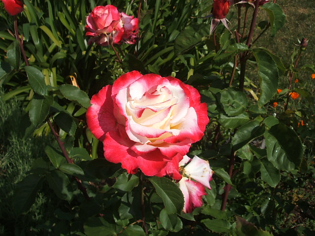 c0115366_21563928.jpg