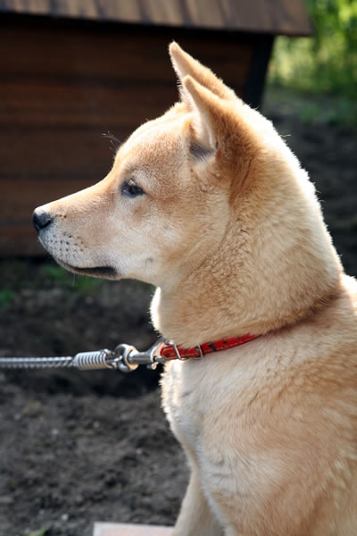 初めて犬を飼ってみて 山陰柴犬ギャラリー 初めて犬を飼ってみて 山陰柴犬ギャラリー