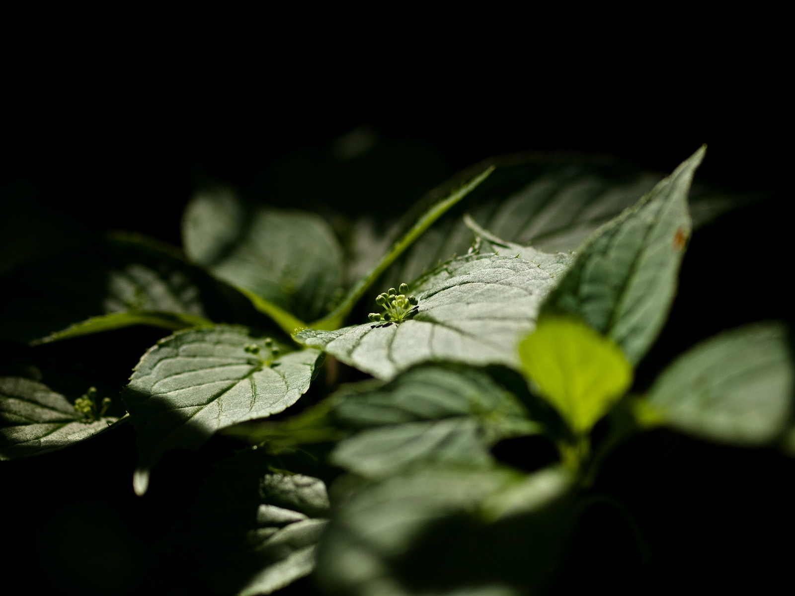 山野草の楽園の花々_e0015567_22151719.jpg