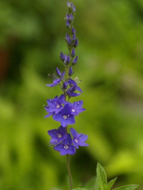 大好きなベロニカの花_d0025568_17392913.jpg