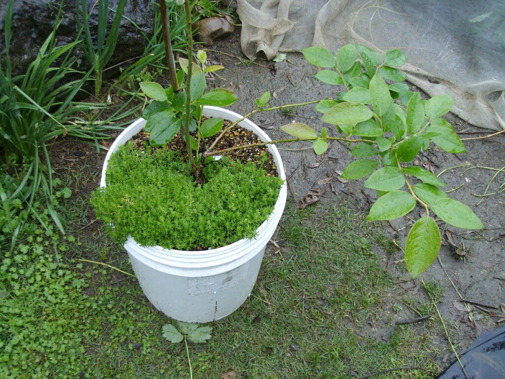 ブルーベリーの鉢に生える植物 ブルーベリーの育て方 栽培 ブルーベリー ノート Blueberrynote ブルーベリーの鉢に生える植物 ブルーベリーの育て方 栽培 ブルーベリー ノート Blueberrynote