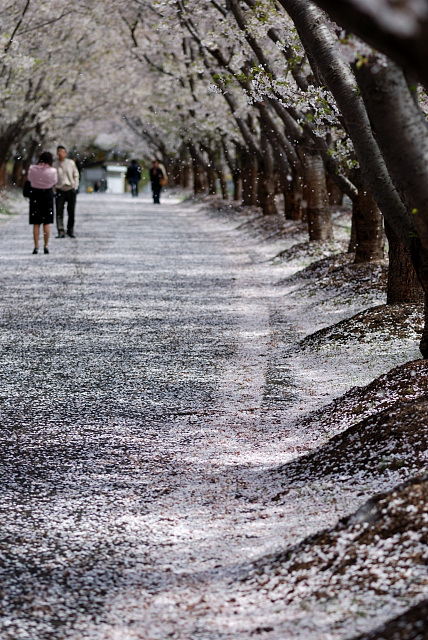 桜トンネル・・・・2/2_d0105582_9461077.jpg