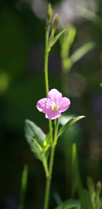 赤花夕化粧　：　庭の雑草_c0144185_1923137.jpg