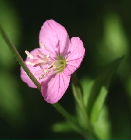 赤花夕化粧　：　庭の雑草_c0144185_19234695.jpg