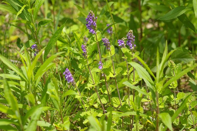 e0070891_18183314.jpg