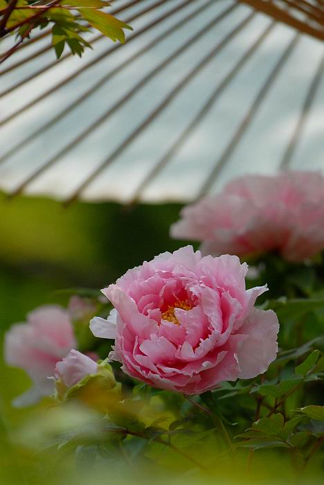 赤塚植物園　板橋区　東京都_a0078397_712559.jpg