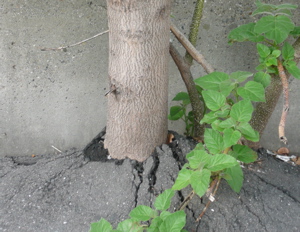 f0146198_1345131.jpg