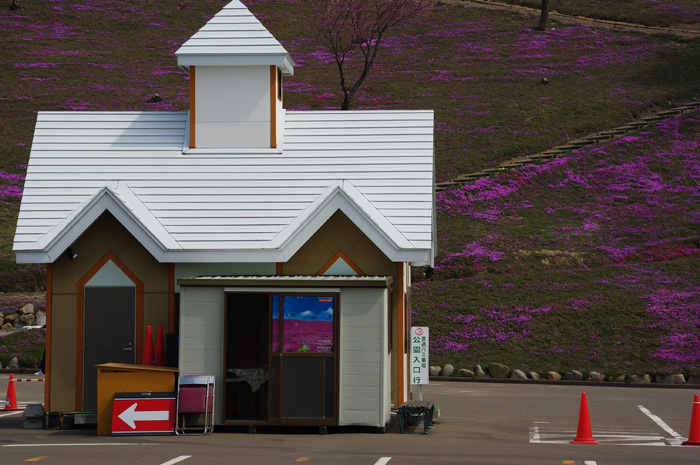 芝桜風景_f0089207_883287.jpg