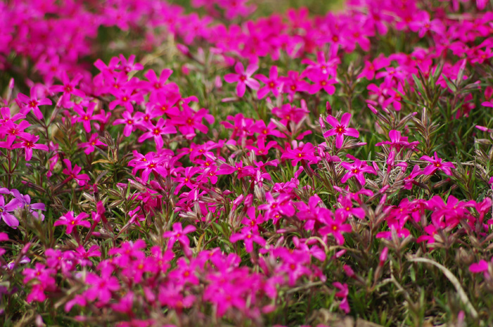 芝桜風景_f0089207_884876.jpg